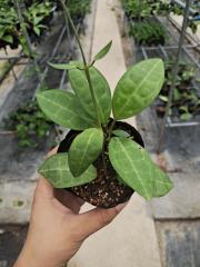 Hoya elliptica
