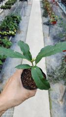 Hoya lockii