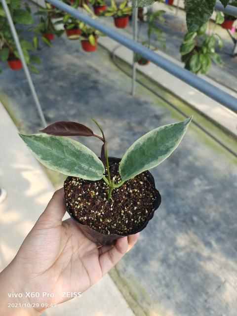 Hoya archboldiana albomarginata