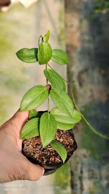 Hoya fitchii