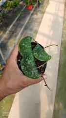 Hoya imbricate