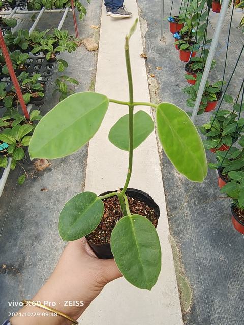 Hoya lauterbachii