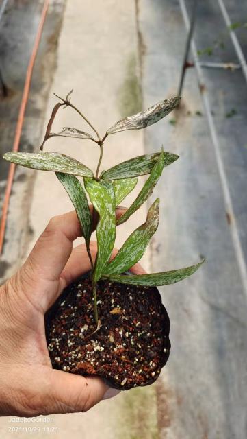 Hoya sigillatis 斑印