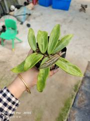 Hoya vangviengiensis