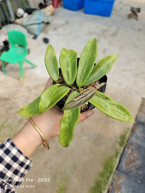Hoya vangviengiensis