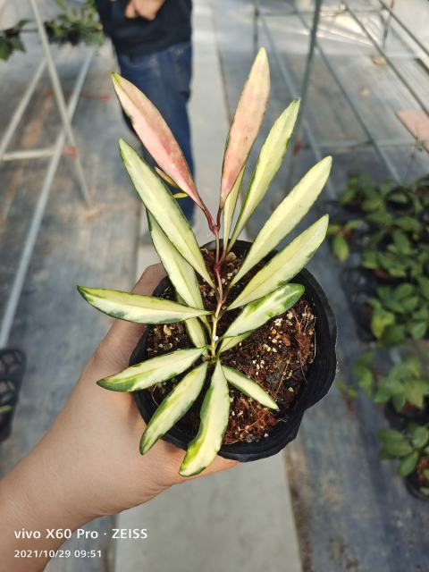 Hoya wayetii variegata