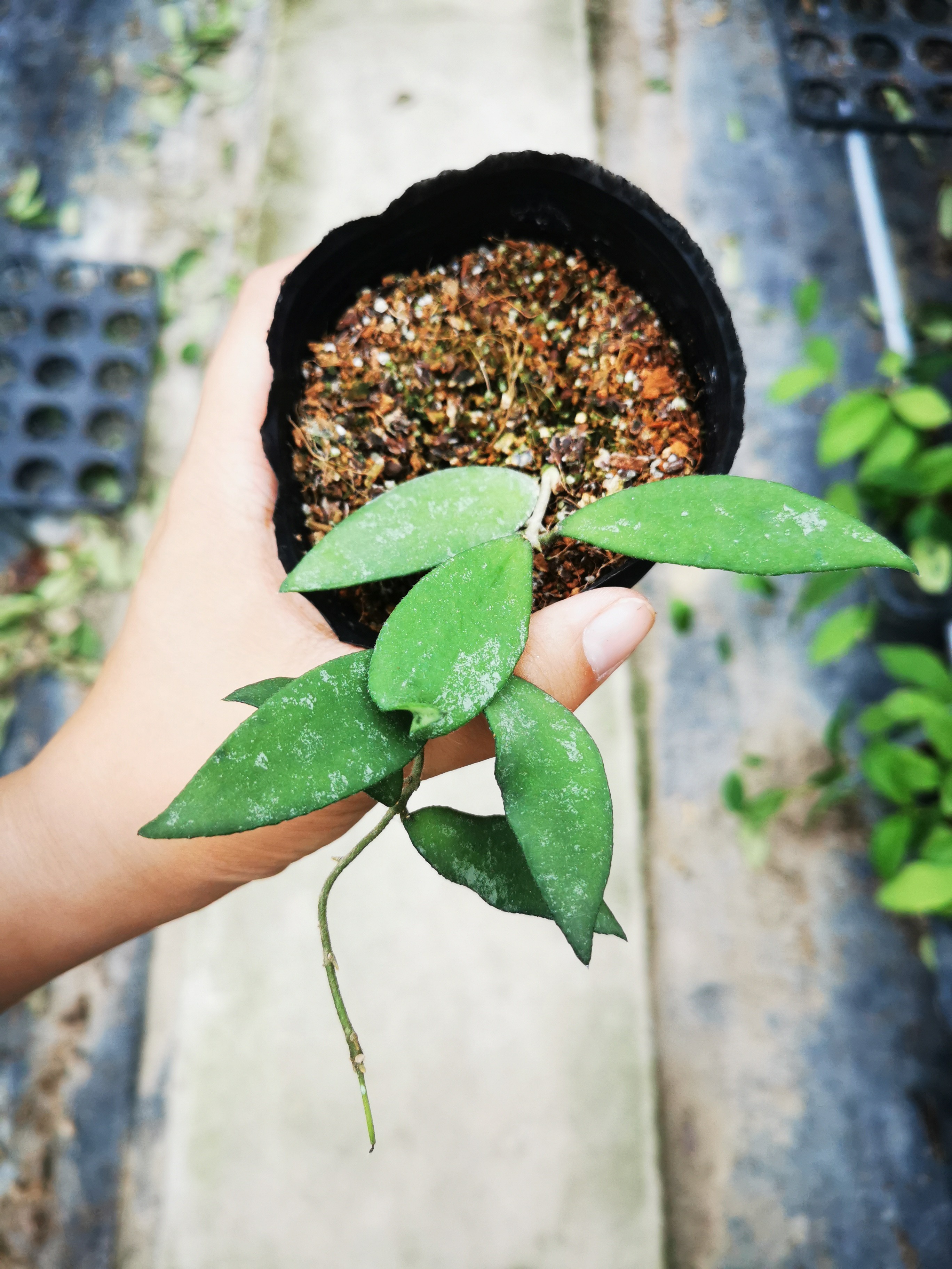 Hoya flagellata ssp. gold,Hoya