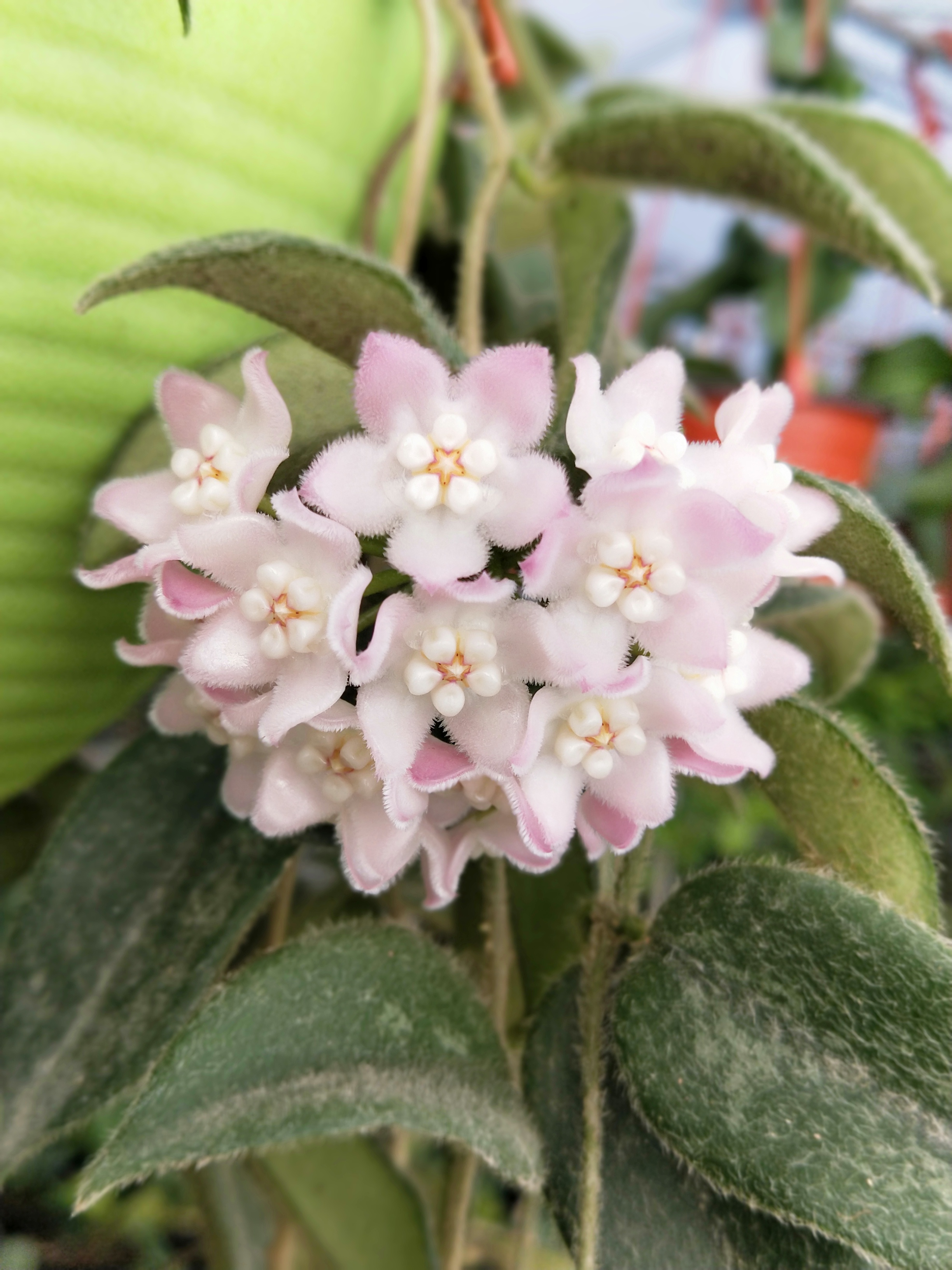 Hoya sp. EPC-215 (Hoya sp. aff. thomsonii),Hoya