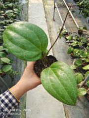 Hoya Sp Sarawak