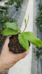 Hoya darwinii