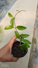 Hoya limoniaca