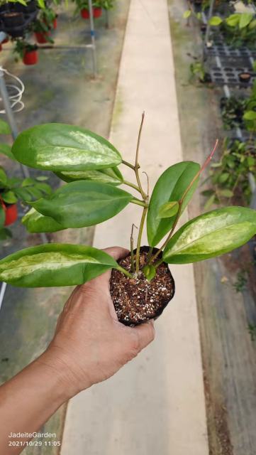 Hoya incrassata variegata Moon Shadow