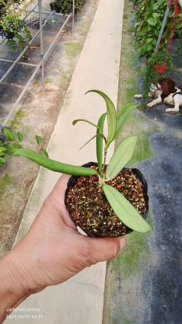 Hoya lyi narrow leaf
