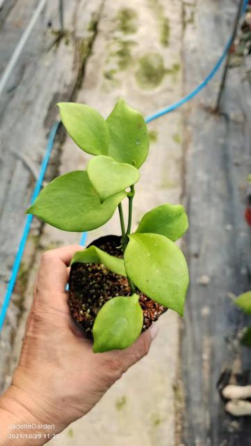 Hoya pseudolittoralis