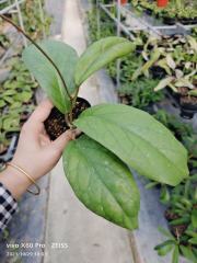 Hoya vitellinoides