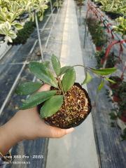 Hoya walliniana