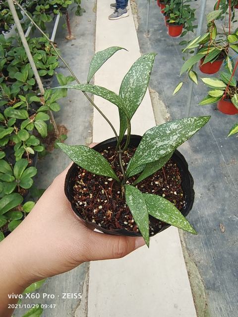 hoya parviflora splash