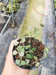Hoya curtisii