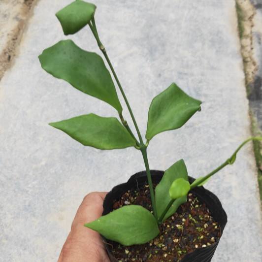 Hoya oblongata