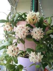 hoya lyi bend white