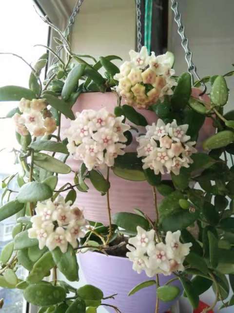 hoya lyi bend white