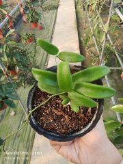 hoya lyi bend pink