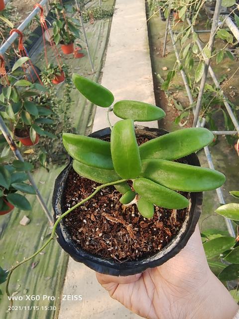hoya lyi bend pink