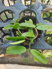hoya lyi bend white