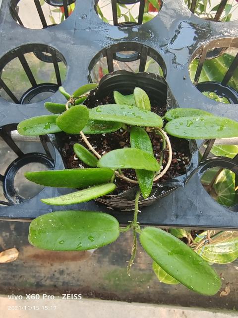 hoya lyi bend white