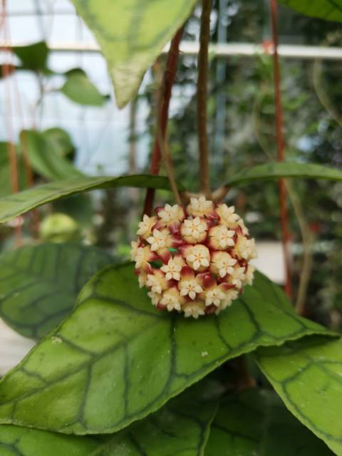 Hoya callistophylla