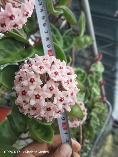 Hoya carnosa clinton (jad017)