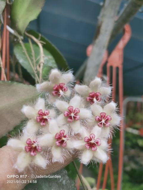 Hoya caudata ssp. red