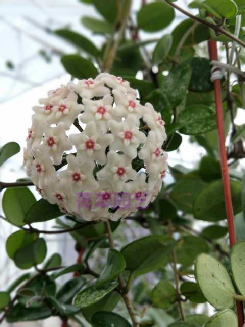 Hoya cv. mathilde splash