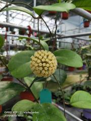 Hoya cv. viola