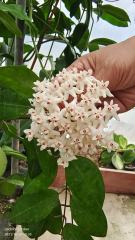 Hoya elliptica