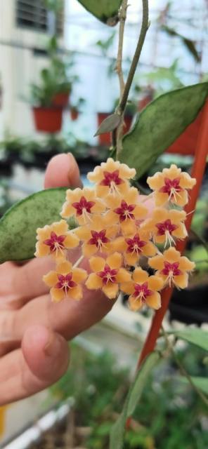 Hoya flagellata ssp. gold