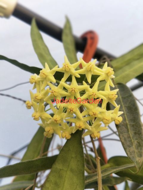 Hoya hypolasia