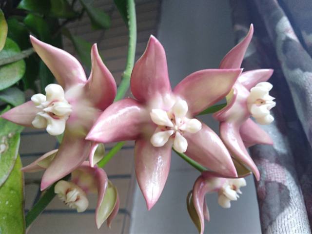 Hoya imperialis ssp. palawan