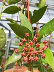 Hoya inconspicua