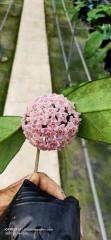 Hoya   jad001