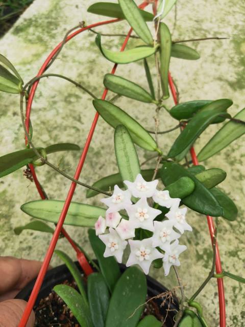 Hoya lyi narrow leaf