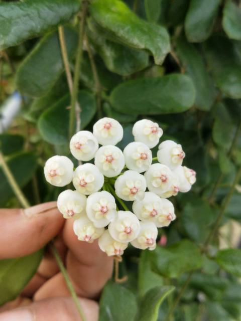 Hoya rotundiflora