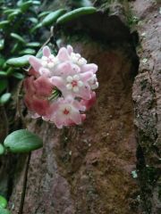 hoya lyi bend pink