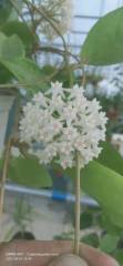 Hoya nervosa “ jokul”  ( jad018)