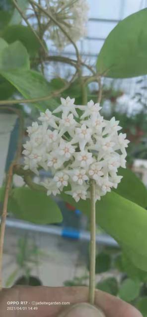 Hoya nervosa “ jokul”  ( jad018)