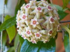 Hoya limoniaca
