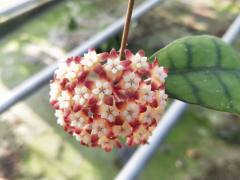 Hoya callistophylla long leaf