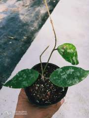 Hoya caudata ssp. sumatra