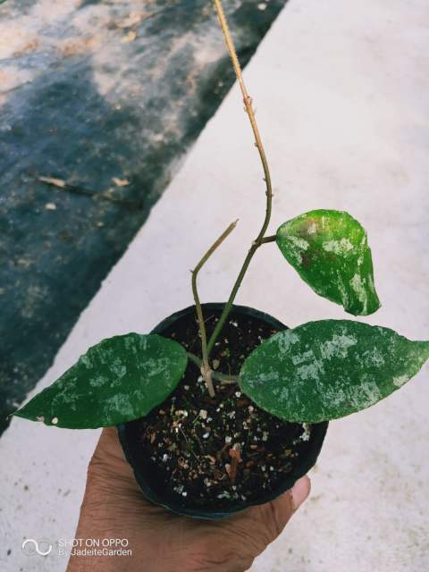 Hoya caudata ssp. sumatra