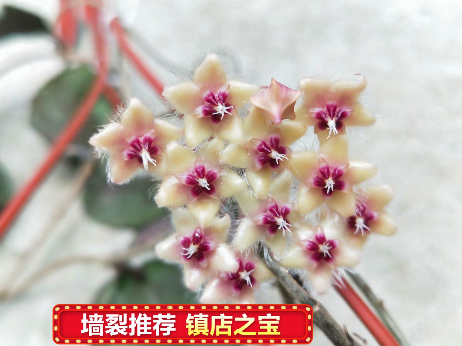 Hoya caudata ssp. sumatra,Hoya
